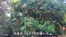 泸州八月，沽酒客减肥开始，第一天三公里差点累瘫，能坚持吗？