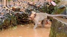 猴宝在水中摔跤，水花四溅