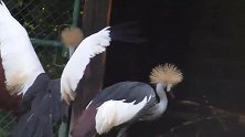 狒狒慕尼黑动物园的喂食时间，小孔雀很悠闲