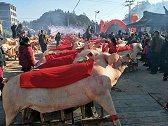 福建举办晒猪节 24头肥猪争“猪王”：最重达832斤