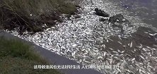 河马造粪能力太强，拉个大便就让上万条鱼殒命，谁还想着捞鱼