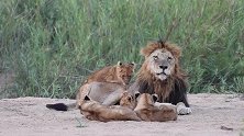 雄狮帮忙看娃，疲惫的母狮趁机打盹休息
