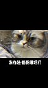 当高冷猫遇到死缠烂打猫