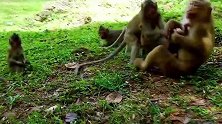 赞赏妈妈罗斯！坏少年猴子试图，从那里抢走她的婴儿猴子！