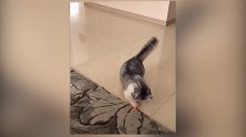 主人扔给猫咪捡球，这反应能力，一定是经常都玩！