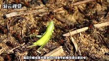 最大的蝗虫已经出现，一顿能吃掉一根胡萝卜，食量太恐怖了