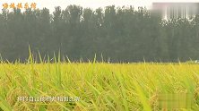 曾经是一线演员的他，毅然退出一线回家种地，一年产几十万斤稻子