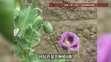 无人机锁定！浙江一农田里惊现形态异常植物，警方：全部铲除，种植1株也算违法