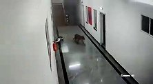 印度：黑豹闯入一所医学院宿舍楼 院长：这很常见