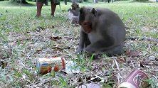 游客扔给猴子一个朝天椒，猴子咬一口后当场发飙，镜头记录全过程