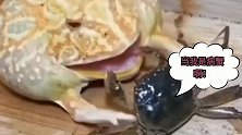 搞笑：癞蛤蟆想吃螃蟹肉，没点本事还真的吃不了