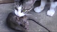 猫咪抓了一只大老鼠，看猫咪那冷艳的眼神感觉很傲娇