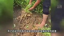 海报“花生在树上结果”？良品铺子致歉：错误使用AI生成图片