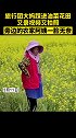 网友：这群大妈还真是破坏力强大 油菜花 大妈