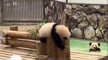 熊猫宝宝趴在木桩上卖个萌，软软糯糯的，可爱的不得了