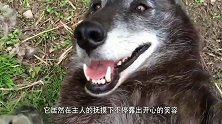 在人类的抚摸下，凶恶的狼竟也露出“二哈般”的笑容