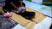 主人让猴子撅着屁股，下一幕将会发生什么