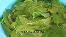 桑叶也能做出这么馋人的美食，原以为只有蚕宝宝才吃的！