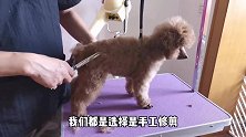 你们会给狗狗胎毛剃光吗？狗狗修剪胎毛乱动不配合怎么办？