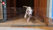 主人在门上贴了一层保鲜膜，猫咪太搞笑啦，镜头记录全过程