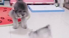 小泰迪一家上演猫狗大战，几个回合下来，最后切磋超搞笑