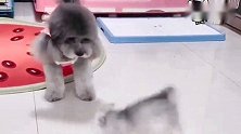 小泰迪一家上演猫狗大战，几个回合下来，最后切磋超搞笑