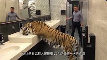 老虎在男厕喝水，男子以为是恶作剧还跟老虎打招呼，结果太搞笑了
