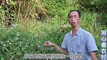“狗娃花”听起有点别扭，花适合观赏植物，有些什么用处与价值？