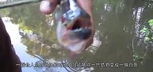 男子将食人鱼跟河豚放在同一个鱼缸里，几秒之后，剧情神反转