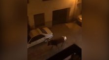 西班牙：一头逃跑公牛撞伤2人，司机驾车将牛撞死