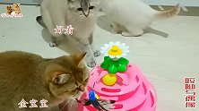 给9只猫买的玩具被嚣张小猫抢走玩坏，猫妈满眼宠溺，你主人有钱