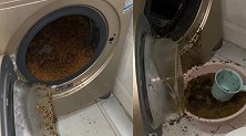 女生用洗衣机洗荞麦枕头结果炸了，洗衣机内残渣5小时没清理完