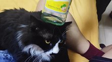 主人用酒瓶子怼在猫咪头上，猫咪的这个反应也太可爱了吧！