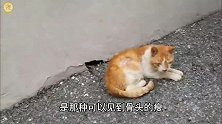 骨瘦如柴的流浪橘猫，胃里满是石子，获救后它每时每刻都在进食