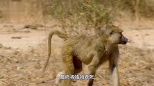 狮子示弱诱敌，引狒狒进入包围圈！下一秒狮群蜂拥而出淹没狒狒