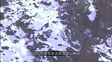 残酷！岩羊母子觅食，羊妈妈不慎坠入百米高的悬崖