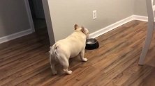 愤怒的法国斗牛犬得不到食物，气的又吼又叫的！