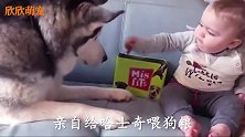哈士奇：铲屎要从娃娃抓起，不然我就去拆沙发