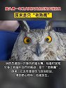 黑龙江穆凌：猫头鹰一年之内两次受伤后投奔消防员
