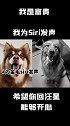 大家一起为金毛siri发声 为金毛厚厚发声