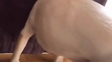 拉布拉多犬为了什么撒娇，它跑过来跟女主人说话，然后拿来碗