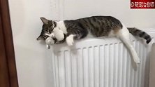 猫咪躺在暖气片上，推着包包玩，今天又是颓废的一天！