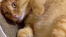 猫咪圆滚滚的大肚子，主人想摸摸，它立马转身让主人摸！