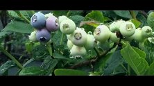 乡村振兴：盛夏蓝莓香，果农吃上生态“旅游饭”