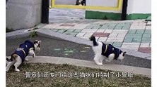 流浪猫妈上警局蹭吃蹭喝，不仅生了娃还蹭了五套警服