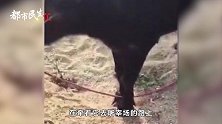 怀孕母牛屠宰场三步一跪，众人凑钱买下，网友心疼：万物皆有灵性