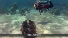世界上最大的贝壳，号称食人蚌，长大后重达300千克！