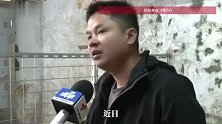 野猪蹭吃被收养后成“网红猪”，主人：它自己能养活自己了