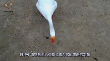 大白鹅在后院不断嘶叫，主人以为有人偷鹅到后院一看，心里一惊