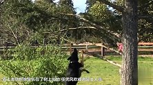 笑出声！这条狗把自己挂树上 死活不愿意下来！